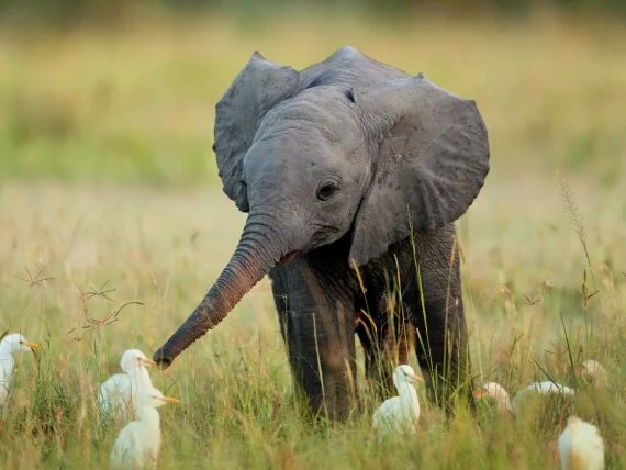 Baby Elephant (click to view)