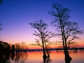 Bald Cypress Trees at Sunrise, Reelfoot National.jpg (click to view)