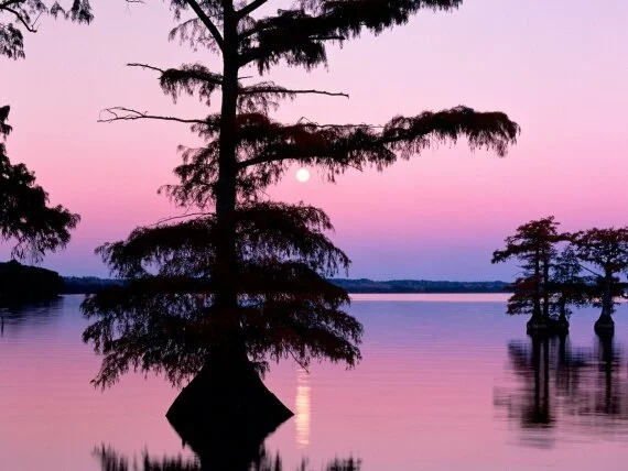 Bald Cyprus Trees, Reelfoot Lake, Tennessee - 16.jpg (click to view)