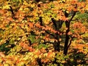 Beech Tree in Autumn, Washington Park, Portland .jpg