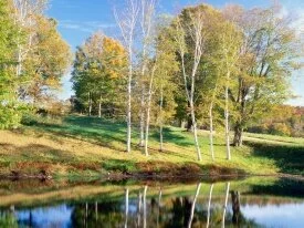 Birch Trees, Vermont - - ID 42446.jpg