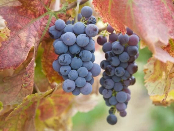 Californian Grape Vine (click to view)