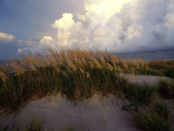 Cape Hatteras National Seashore, North Carolina .jpg (click to view)