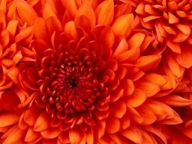Chrysanthemum.jpg (click to view)