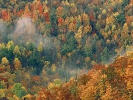 Colorful Autumn Forest, Great Smoky National Par.jpg (click to view)