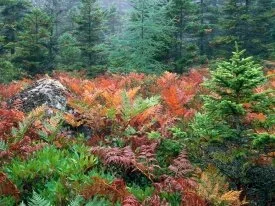 Colorful Ferns in Autumn, Acadia National Park, .jpg