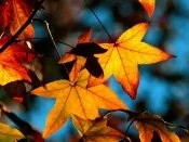 Colors Of Fall - - ID 18838.jpg