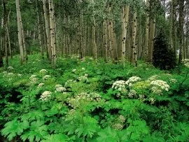 Cow Parsnip and Quaking Aspen, Colorado - 1600x1.jpg (click to view)