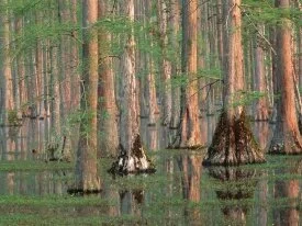 Cypress Trees, South Carolina - - ID 2.jpg