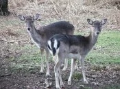 deers of cannock chase