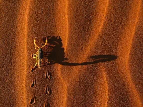 Desert Scorpion Tracks (click to view)
