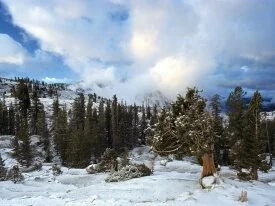 Early Snow Tree Huddle, Sierra Nevada, Californi.jpg