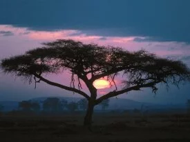 East African Sunset - - ID 24704.jpg