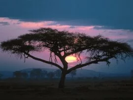 East African Sunset - - ID 24704.jpg (click to view)