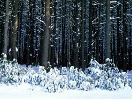 Eastern White Pine Trees, Pocono .jpg (click to view)