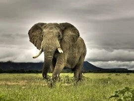 Elephant (click to view)