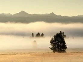 Fog at Sunrise, Pelican Valley, Yellowstone Nati.jpg