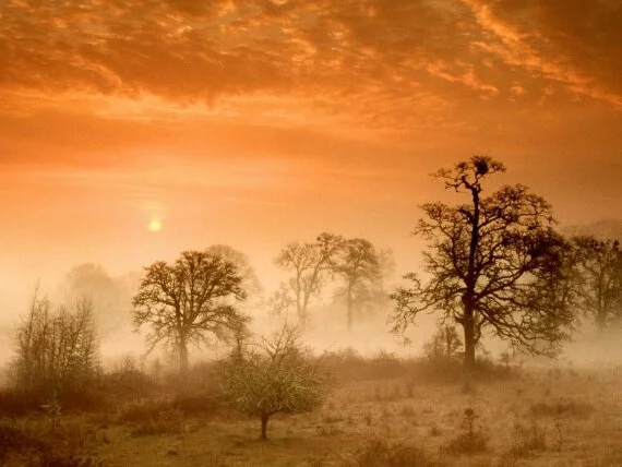 Foggy Meadow Sunrise, Corvallis, Oregon - 1600x1.jpg (click to view)