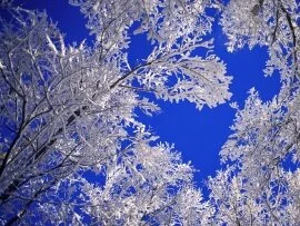 Frosted Trees, Boulder, Colorado - - I.jpg (click to view)