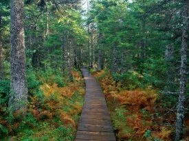 Fundy National Park, New Brunswick - -.jpg