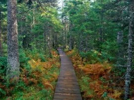 Fundy National Park, New Brunswick - -.jpg (click to view)