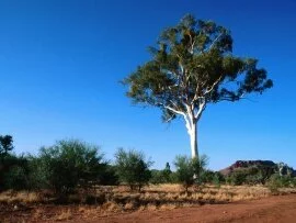 Ghost Gum Tree, Central Australia (click to view)