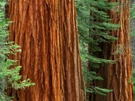 Giant Sequoia Trees, Mariposa Grove, Yosemite Na.jpg