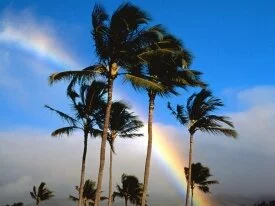 Hawaiian Rainbow - - ID 41280.jpg