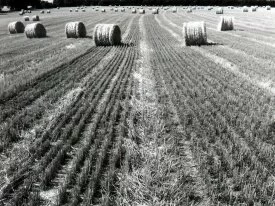 Hay Harvest (Infrared Film) - - ID 312.jpg