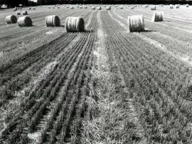 Hay Harvest (Infrared Film) - - ID 312.jpg (click to view)
