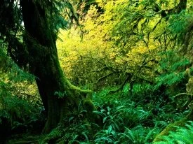 Hoh Rainforest, Olympic National Park, Washingto.jpg
