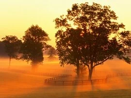 Horse Farm Sunrise, Versailles, Kentucky - 1600x.jpg (click to view)