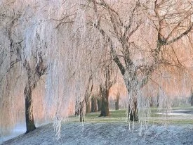 Ice-covered Willow Trees - - ID 43740.jpg