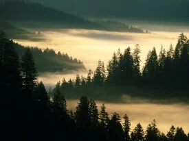 Indian Creek, Siuslaw National Forest, Oregon - .jpg