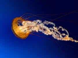 Jellyfish.jpg (click to view)