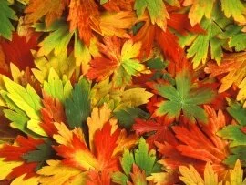 Kaleidoscope of Fall - - ID 41969.jpg (click to view)