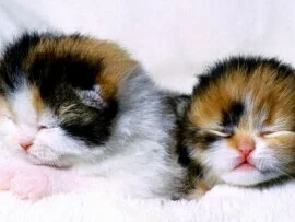 Kittens (click to view)
