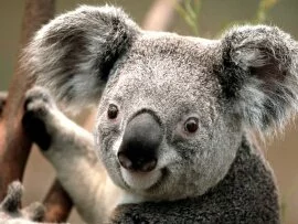 Koala.jpg (click to view)