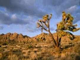 Late Afternoon at Joshua Tree National Park, Cal.jpg (click to view)