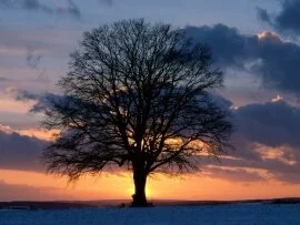 Lone Tree at Sunset - - ID 15744.jpg (click to view)