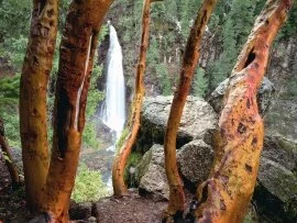 Madrone Trees and Barr Creek Falls, Mill Creek R.jpg Madrone Trees and Barr Creek Falls, Mill Creek R.jpg (click to view)
