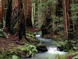 Montgomery Woods State Reserve, California - 160.jpg (click to view)