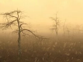 Morning Dew, Everglades National Park, Florida -.jpg