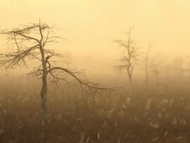 Morning Dew, Everglades National Park, Florida -.jpg (click to view)