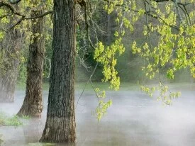 Morning Fog, Percy Warner Park, Tennessee - 1600.jpg
