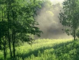 Morning Meadow, Edwin Warner Park, Nashville, Te.jpg (click to view)