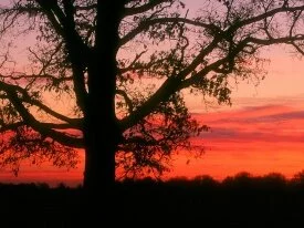 Oak Tree at Dawn, Oldham County, Kentucky - 1600.jpg