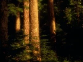 Old Growth Forest, Hood River County, Oregon - 1.jpg (click to view)