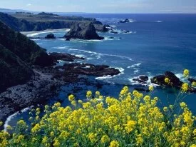Pacific Coastline Wildflowers, Mendocino County,.jpg