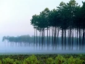 Pine Forest, Landes, France - - ID 201.jpg
